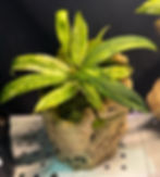 Tropical houseplants planted in natural grape wood with moss