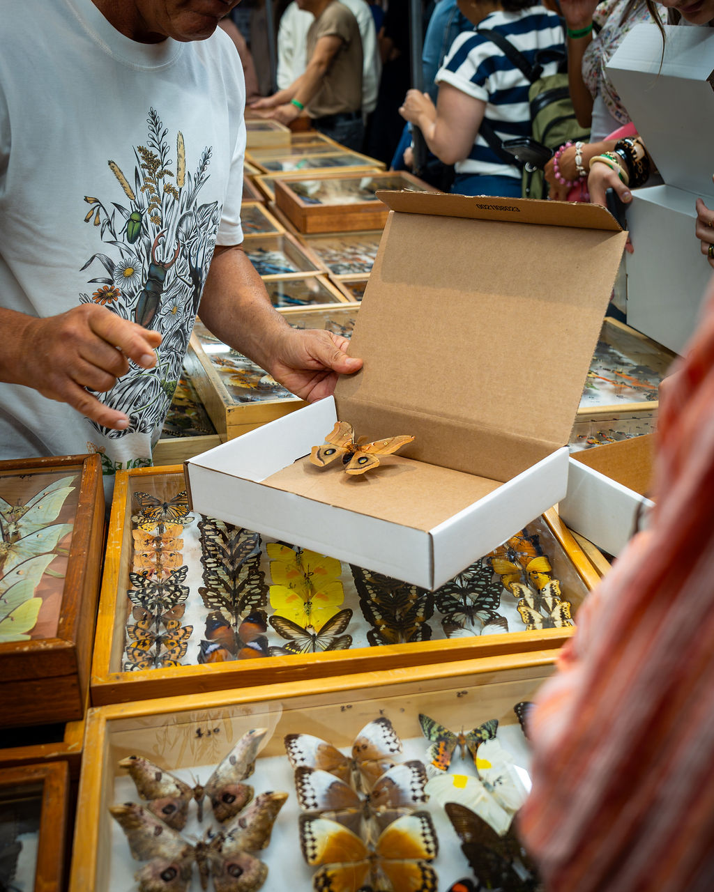 Colorful butterfly specimens displayed at BUGTOPIA