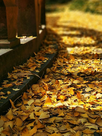 ginkgo-6898395_1920.jpg