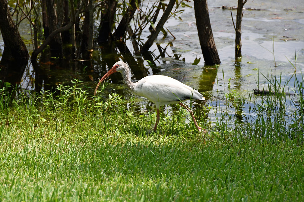 image-19-ibis-wildlife.jpg