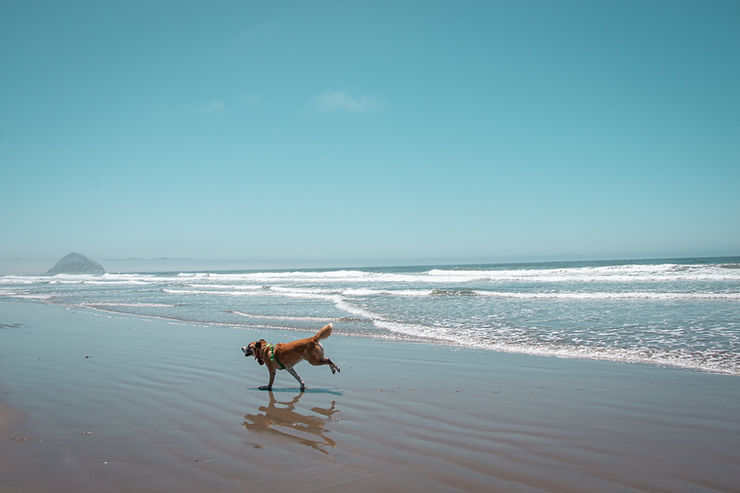 Dog runs along a wet sandy beach with waves and a blue sky, its reflection visible in the surf.