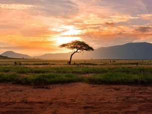 Lone acacia tree in a grassy savanna at sunset, with orange clouds and distant mountains under a calm, warm sky.
