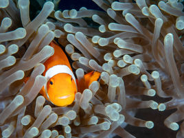 Clownfish in anemone