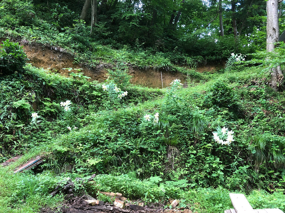 窯場のヤマユリ