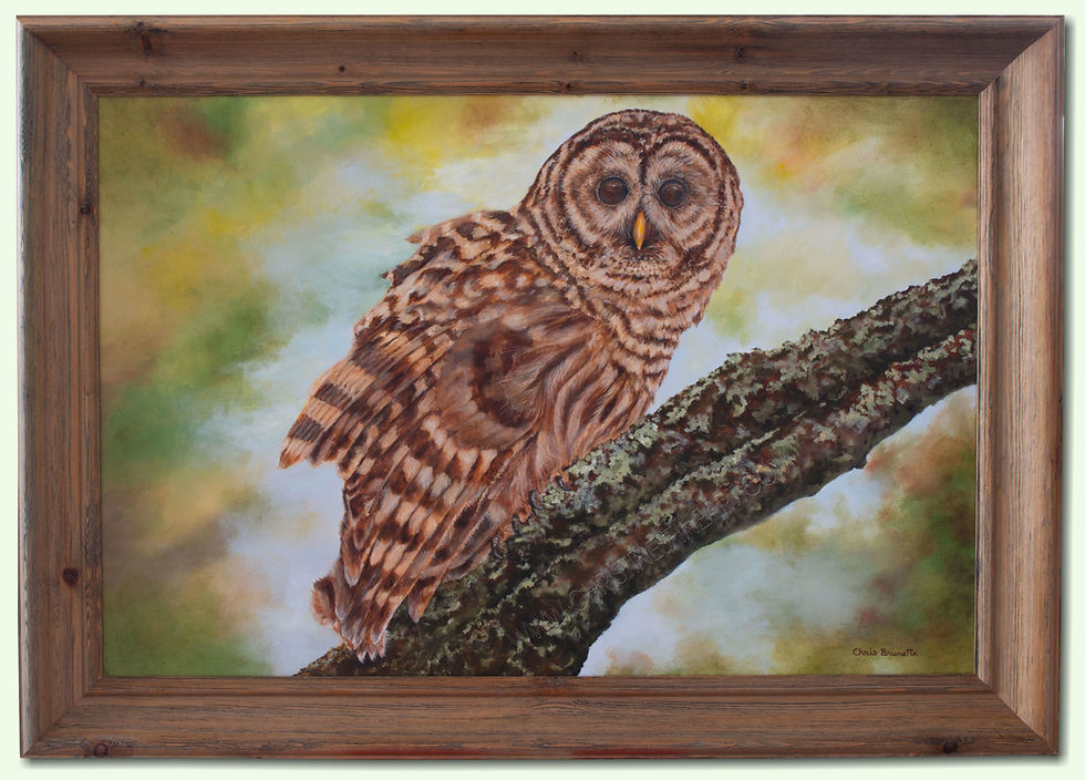 Barred Owl