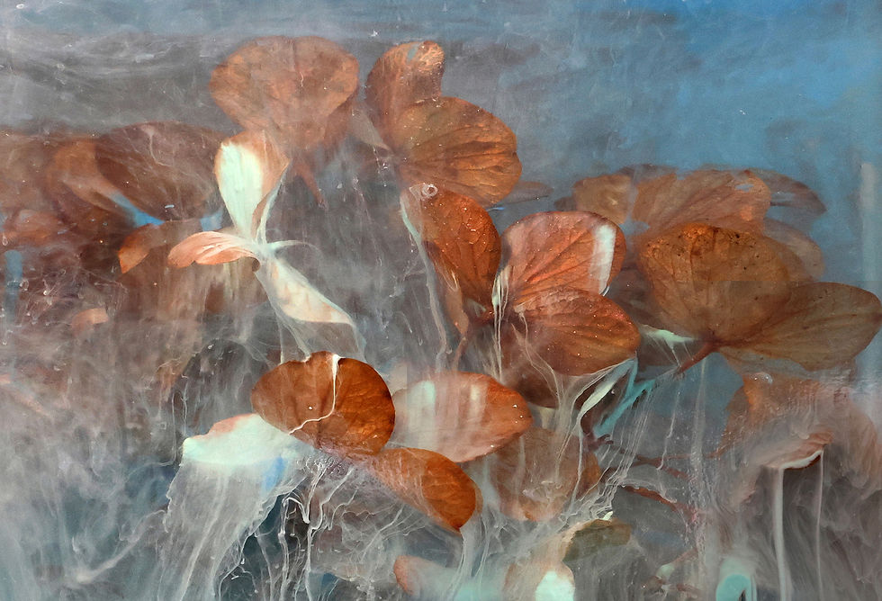 Dripping Hydrangeas Annette Brauer