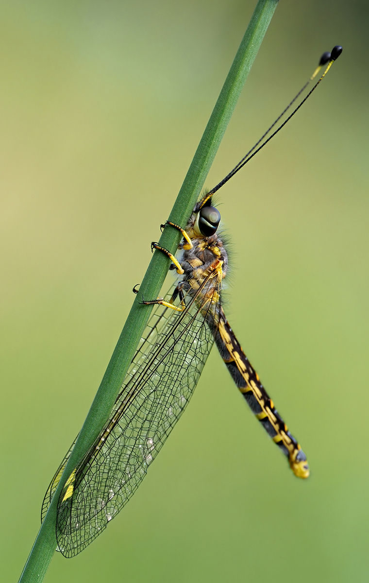 Owlfly - Margherita Standing
