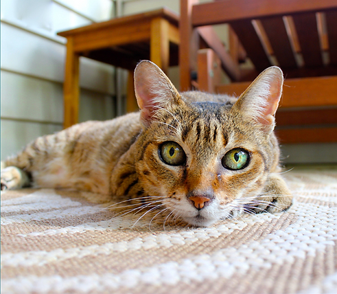 cat1.png