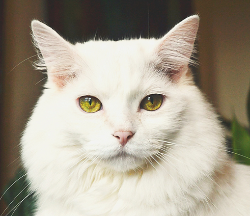 cat2.png