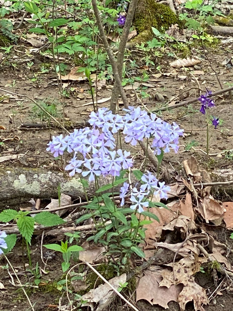 Lavender wild phlox flowers blooming on the property.