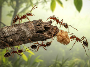 collaboration de fourmis pour mener à bien un projet