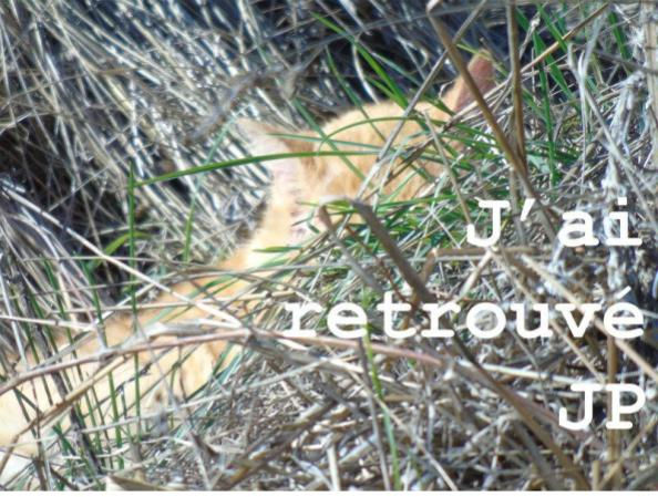 Chat roux caché dans les herbes hautes, texte "J'ai retrouvé JP"