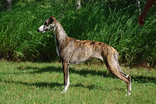 lucky dog service dogs