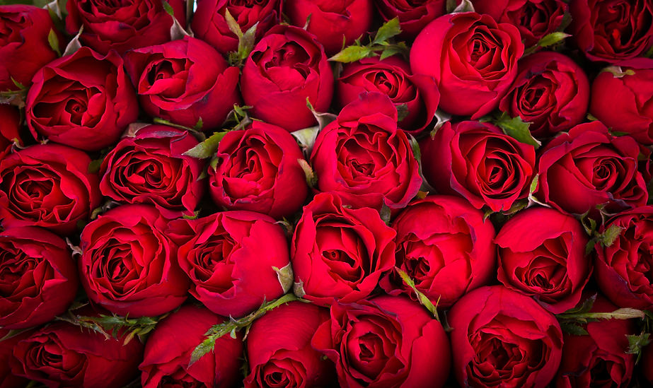 red-roses-background.jpg