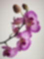 orhideq-orchid-orhidea