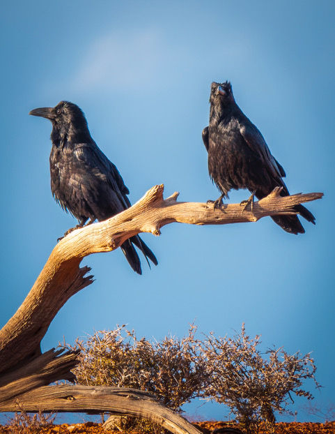 Two Ravens on Guard I 8x10 1 PR