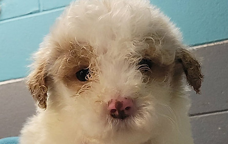 Milo Minie Golden Doodle.JPEG