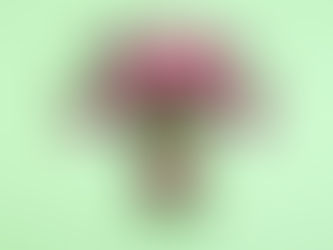 photo de fleur disposées en forme d'utérus