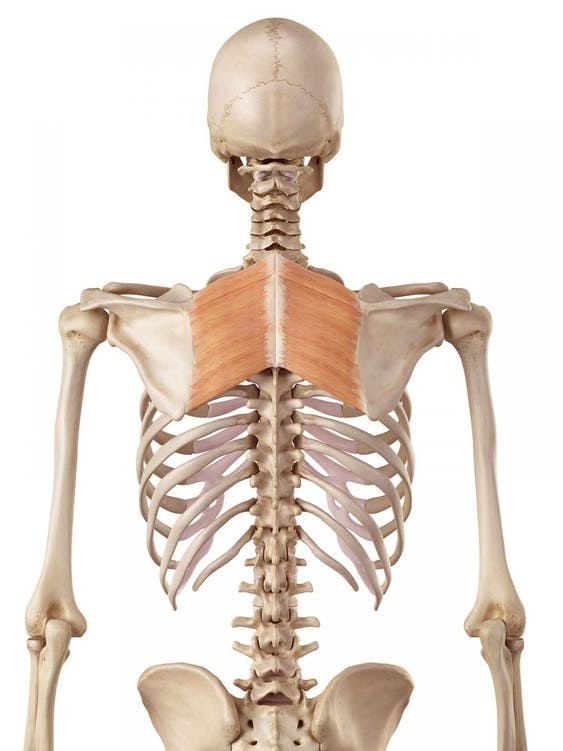 HELP...I have knots in my upper back