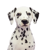 Dalmatian Puppy Portrait_edited.png