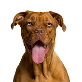 Happy Dog Portrait_edited.png