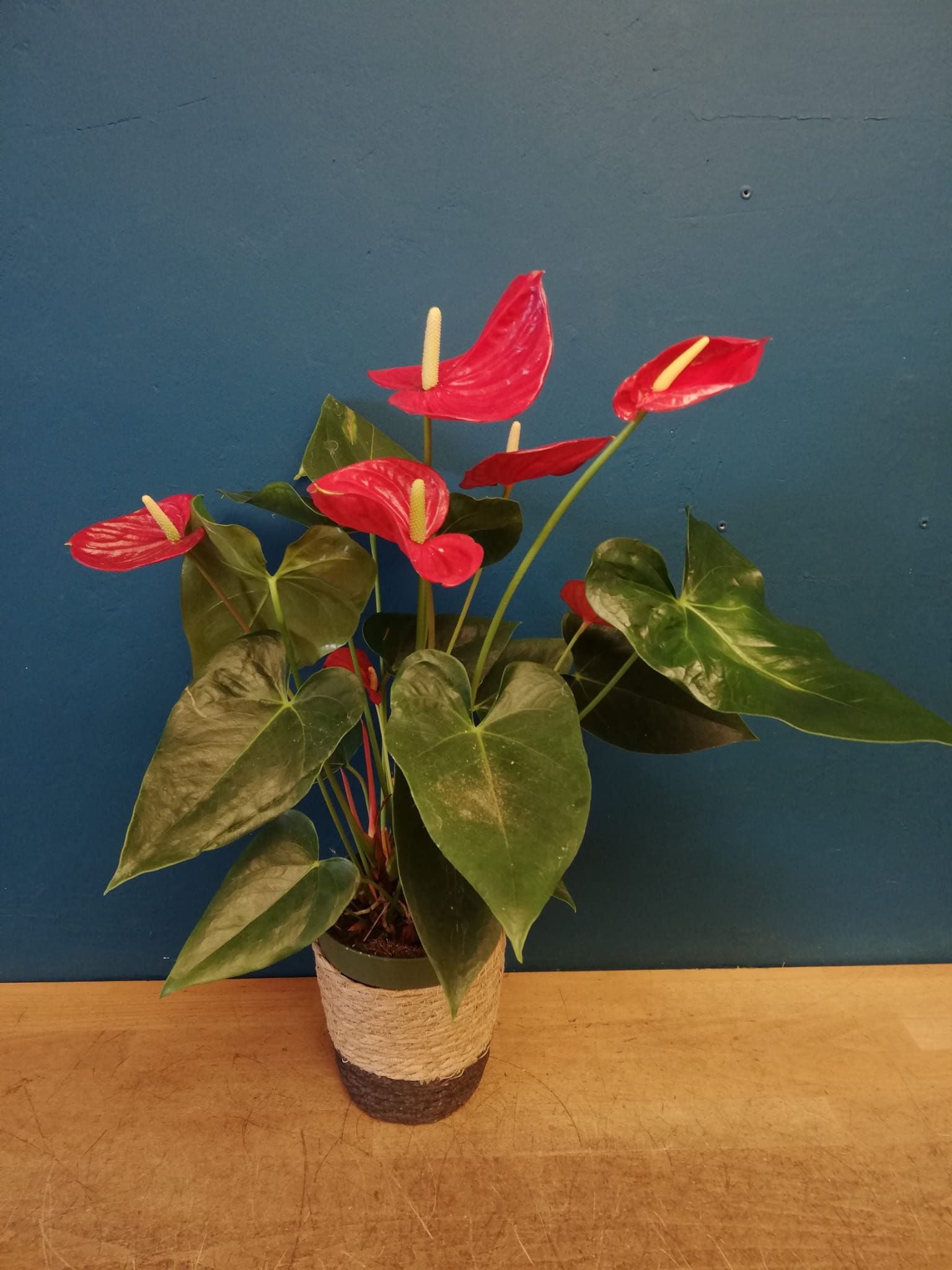Anthurium Rojo L