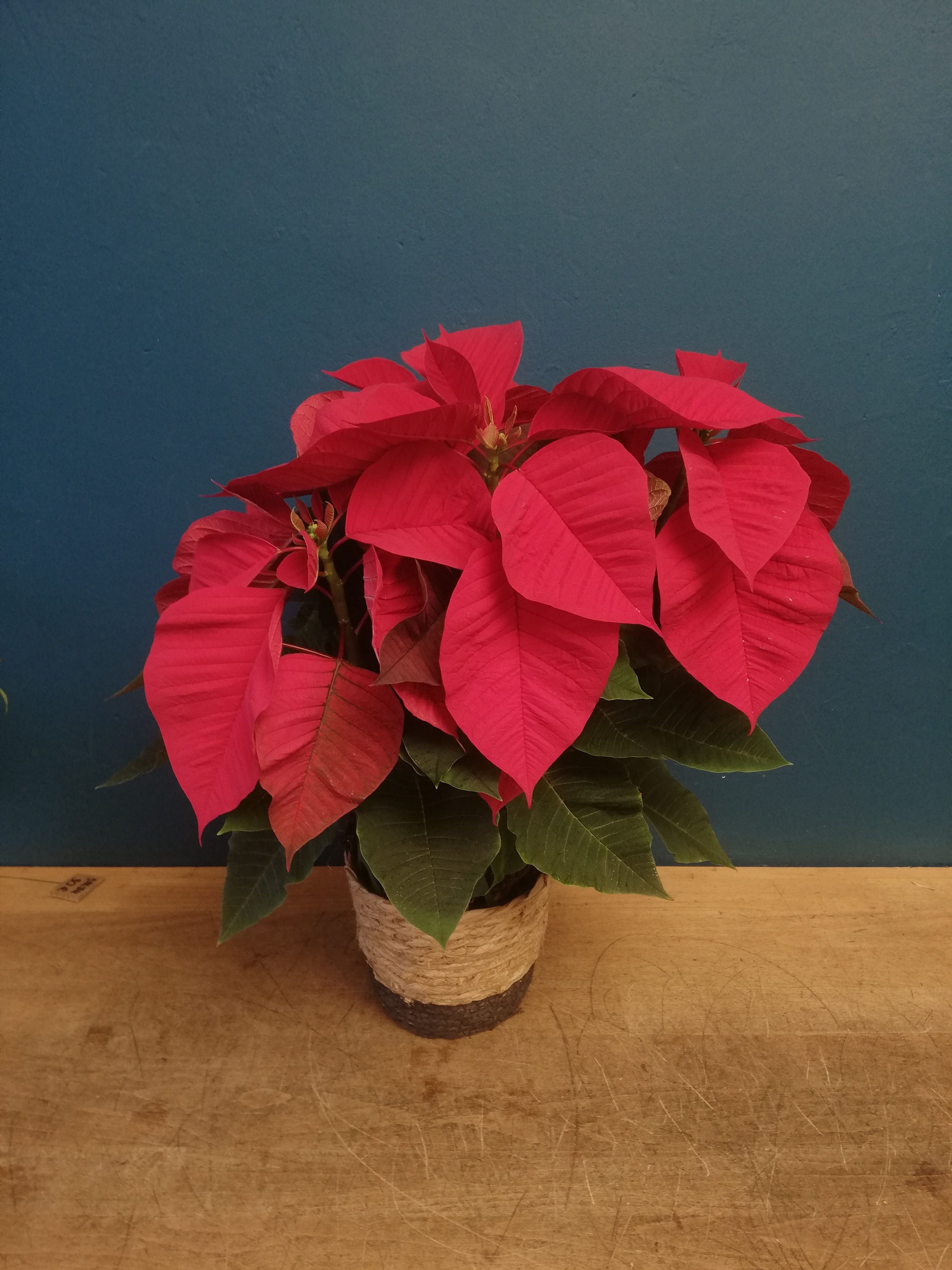 Poinsettia