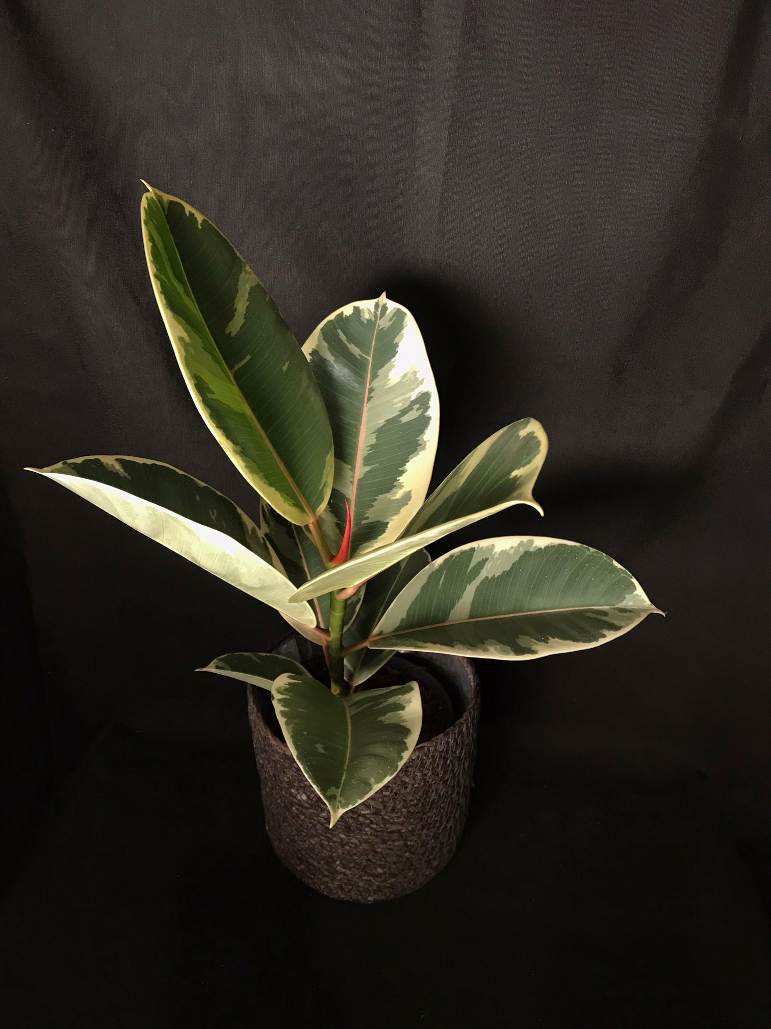 Ficus Variegado