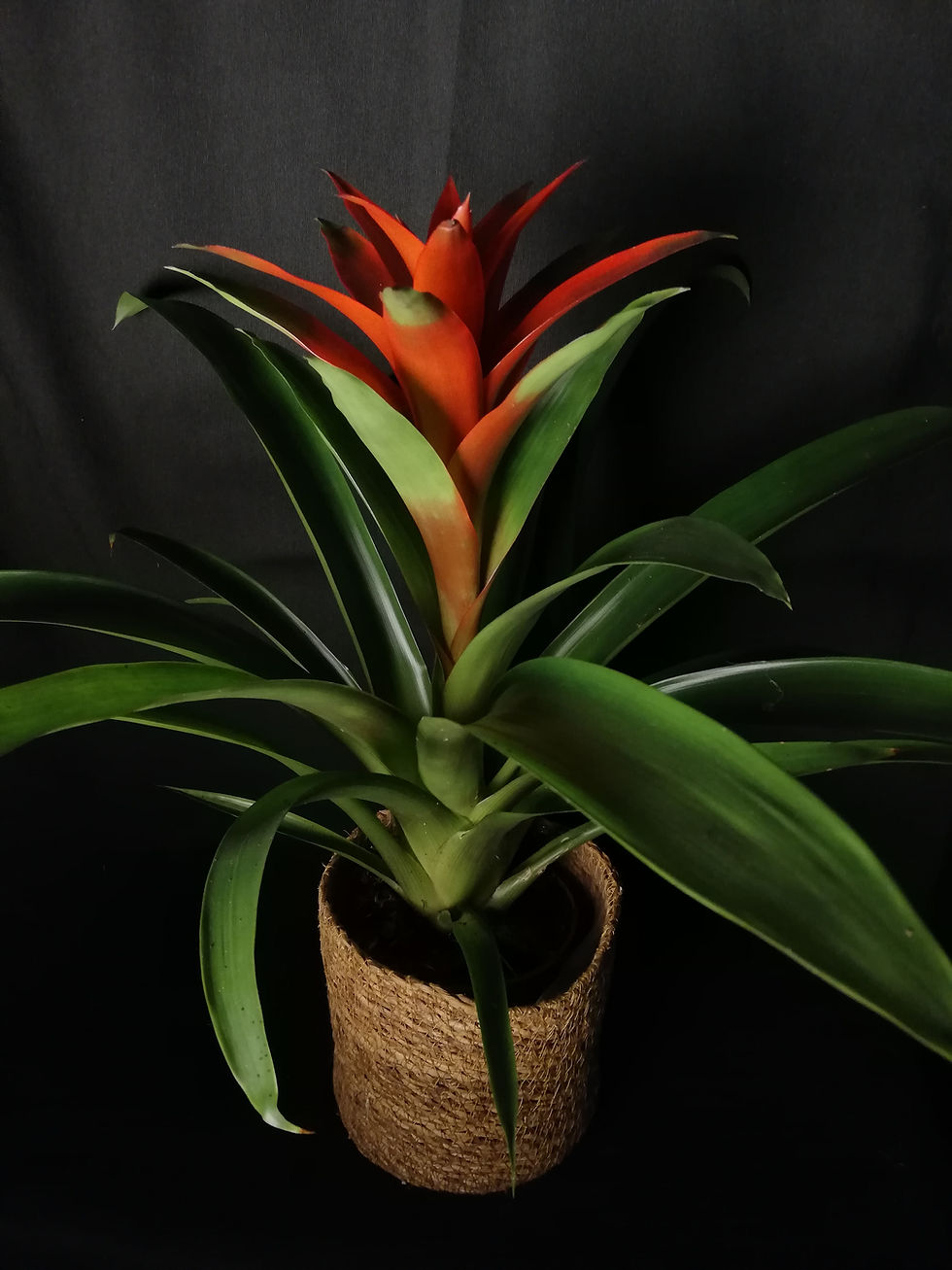 Bromelia
