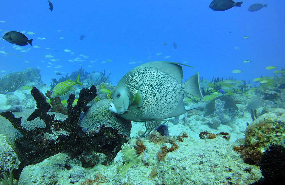 Playa del Carmen reef