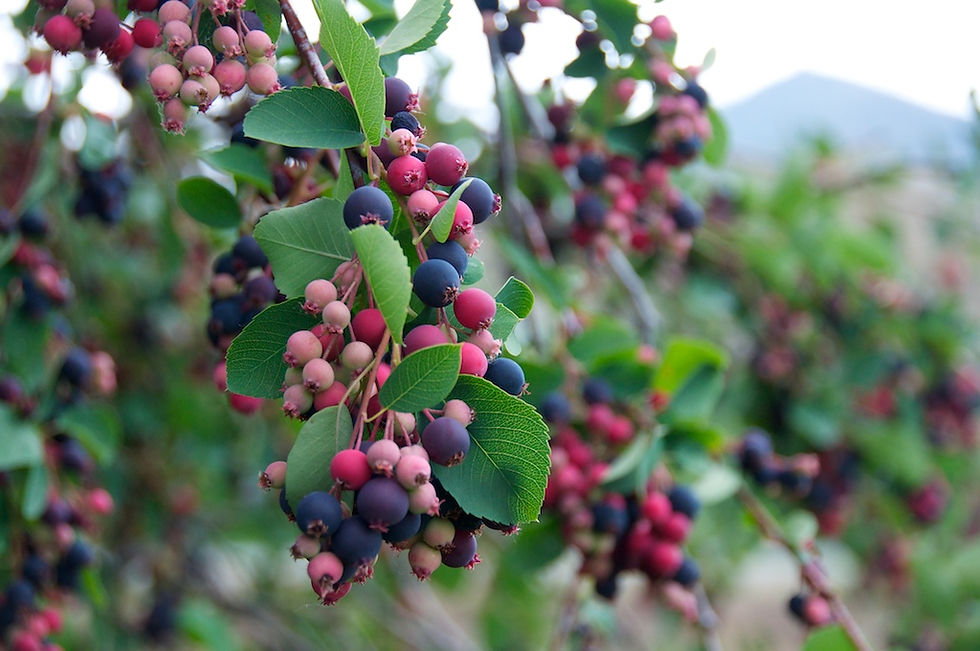 Saskatoon Serviceberries