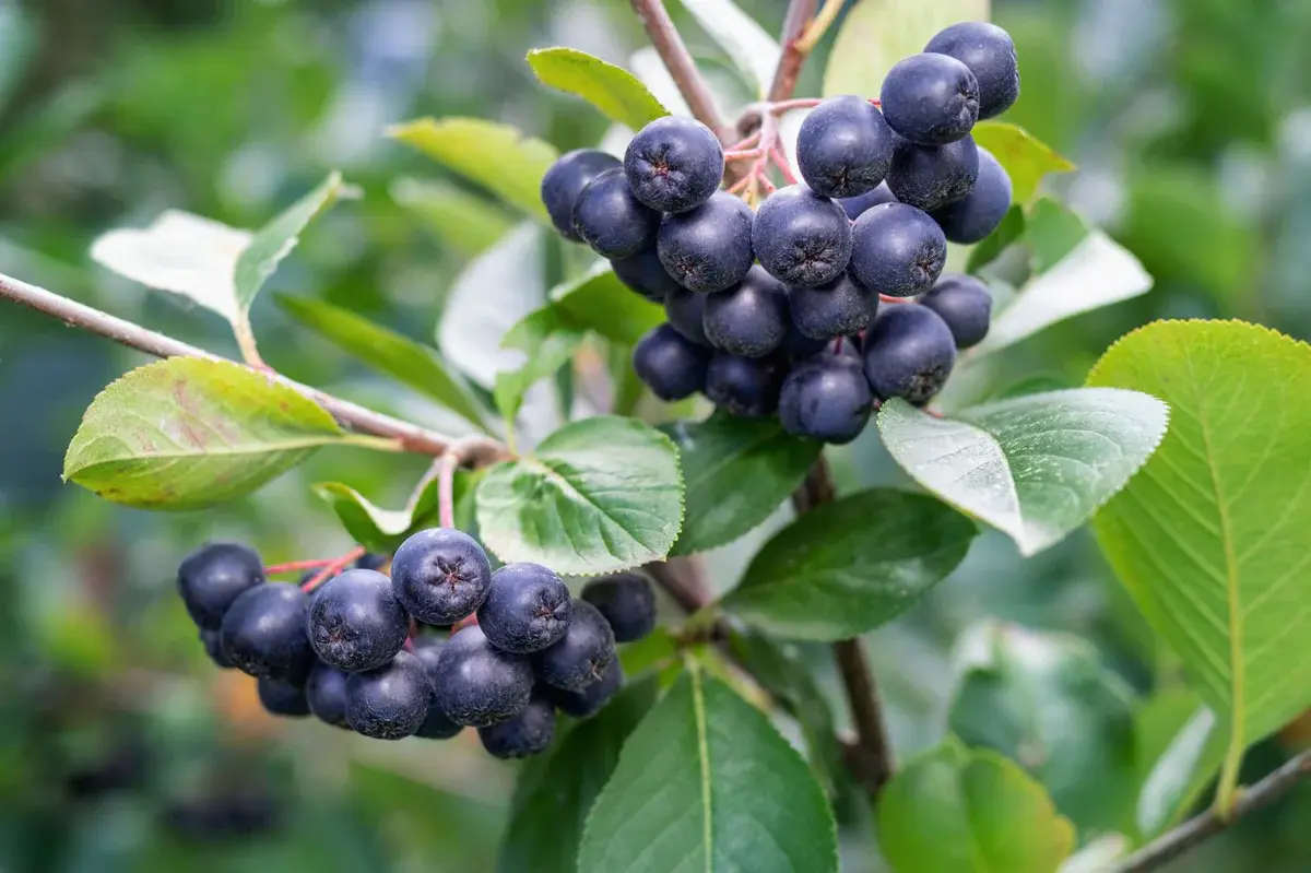 Aronia Berry (Viking)