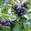 Thumbnail: Aronia Berry (Viking)