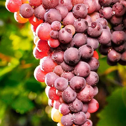 Thumbnail: Table Grapes