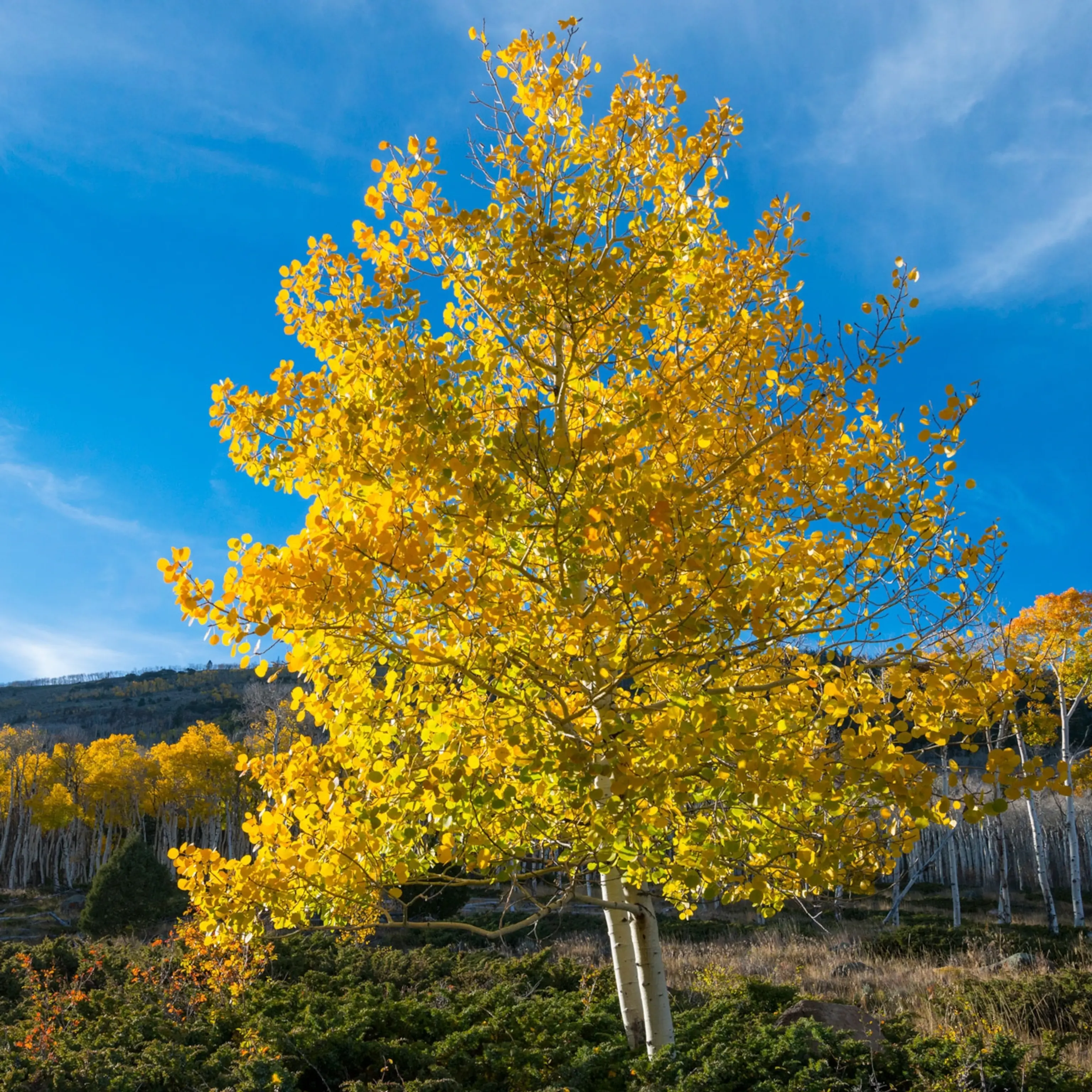Quaking Aspen