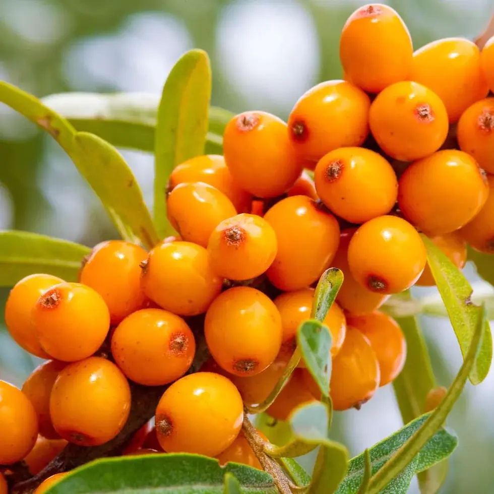 Seaberries