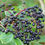Thumbnail: American Elderberries