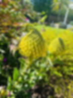 Leucospermum 'High Gold' ready to wow