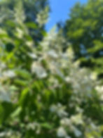 Dreamy oakleaf hydrangeas
