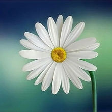 marguerite-729510__340_edited_edited.jpg