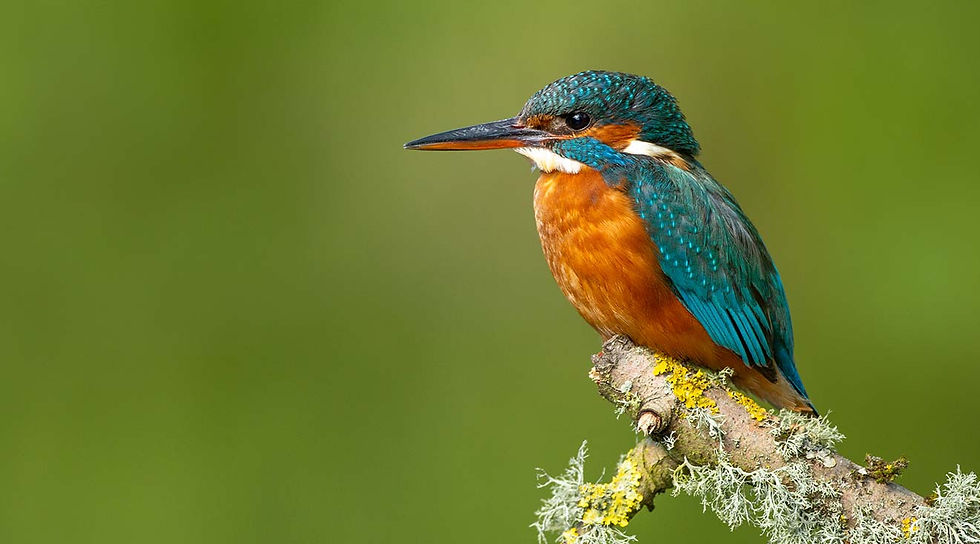 WWT Llanelli Wetland Centre
