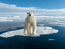 The best bucket list icy holidays inspired by Frozen Planet II