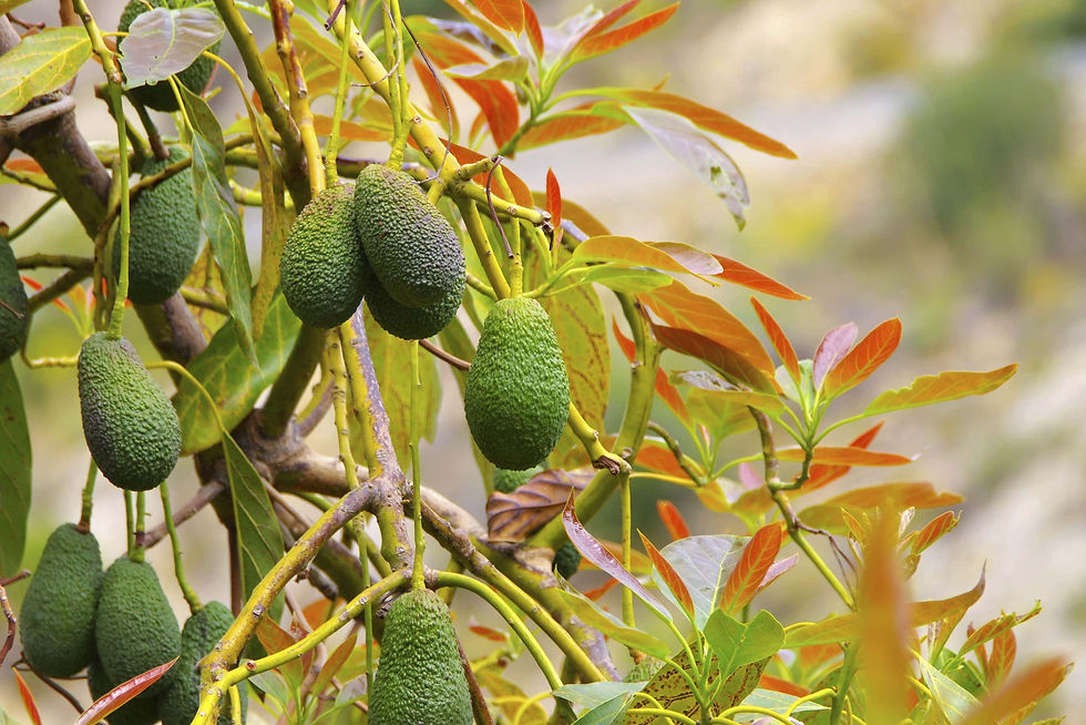 A group of avocados growing in an orchard