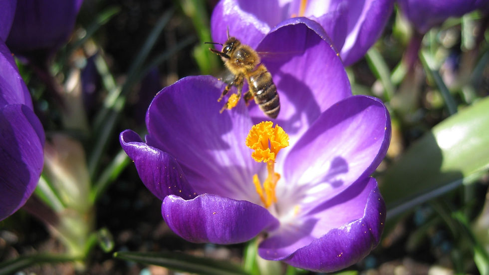 A Purple Crocus and a Visiting Bee
