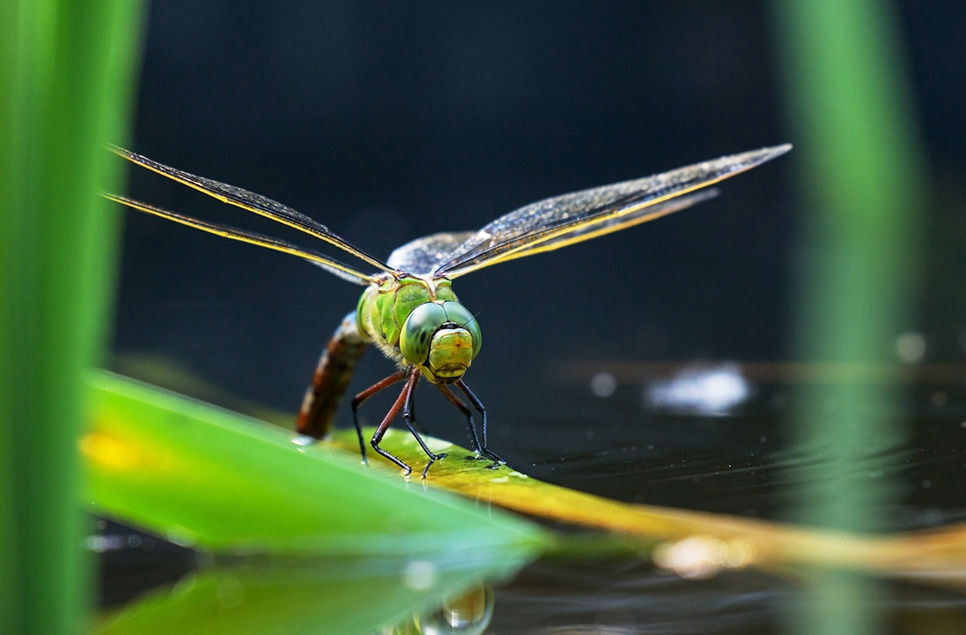 WWT Llanelli Wetland Centre, Dragonfly Festival