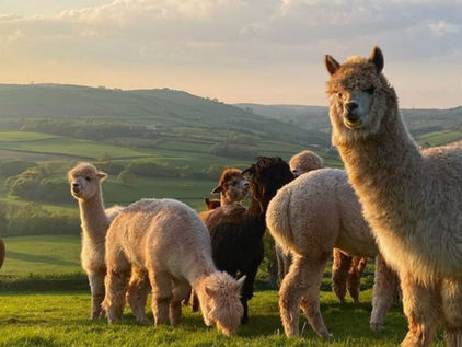 23 Unmissable Family Days Out in South & West Wales