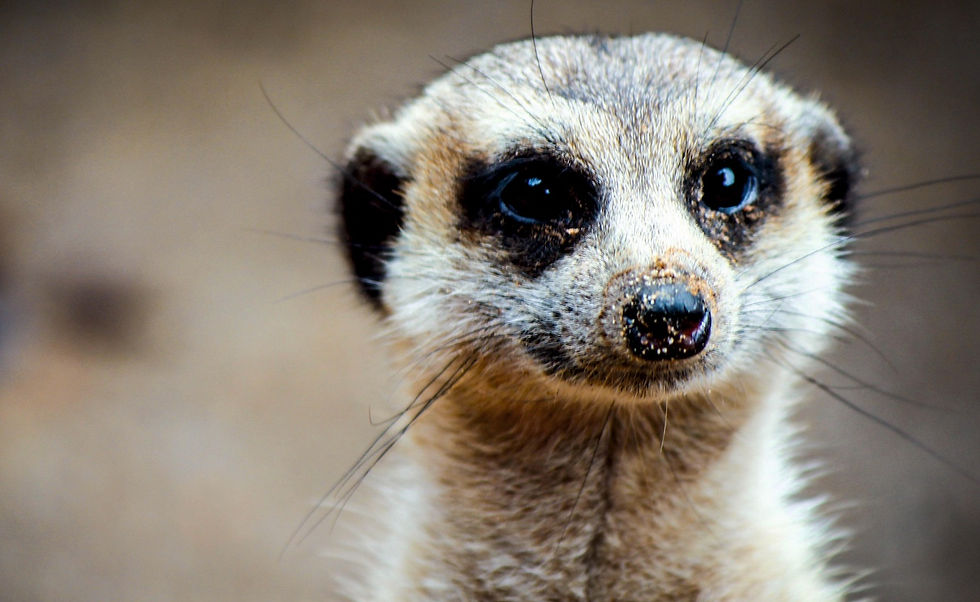 Plantasia Tropical Zoo Meerkats