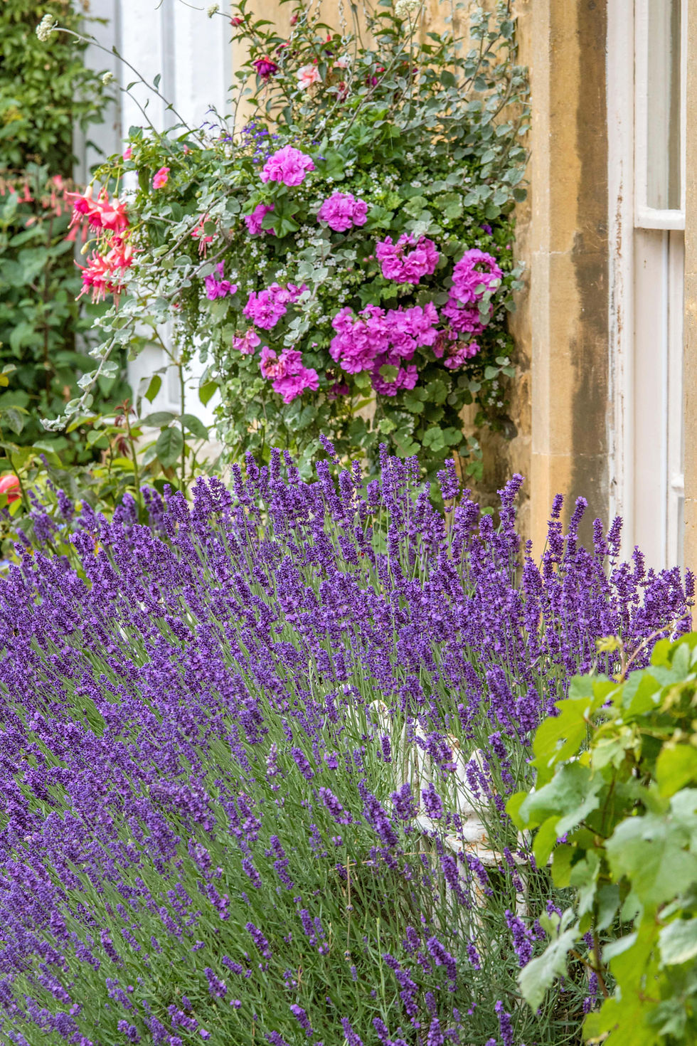 Lavender in a small garden (Alamy/PA)