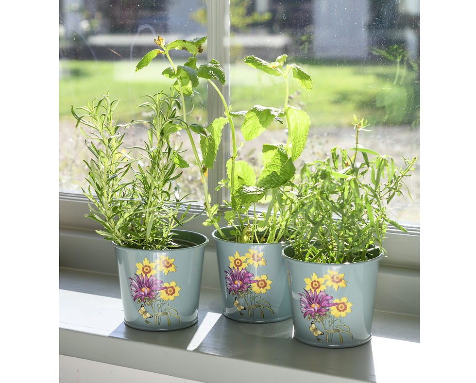 Annabel James Herb Pots – Asteraceae, Annabel James