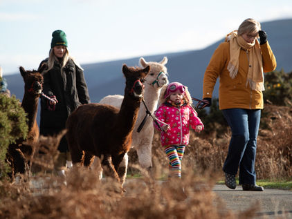 Go on an alpaca adventure with Alpaca My Boots